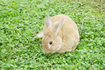 A cute brown rabbit on the grass.
