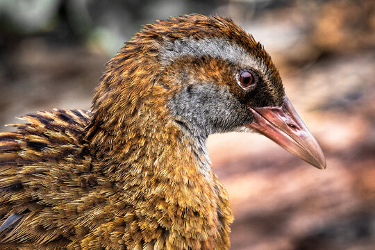 portrait of a weka