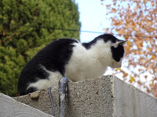 Naklejka premium [Spain] Black and white bicolor cat sitting on a fence (Granada)