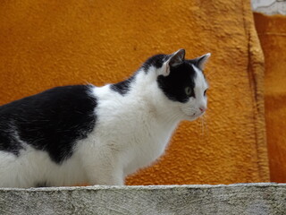[Spain] Black and white bicolor cat walking on a fence (Granada)