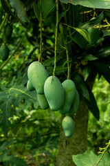 This is a delicious tropical fruit, The raw mangoes are healthy, too!