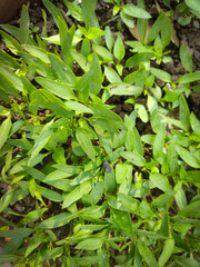 Green and red chili pepper plants on the top selective focus images.