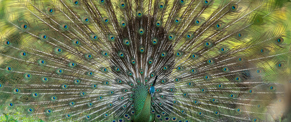 Green peafowl feathers in closeup