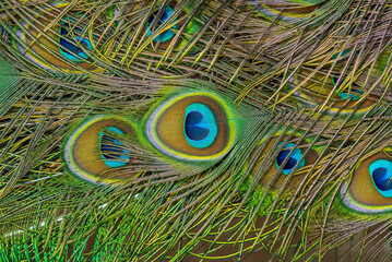 Green Peafowl feathers in closeup