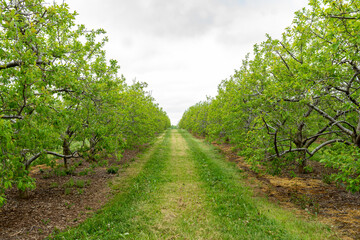 Fototapeta na wymiar Between Rows of Apple Trees in an Orchard