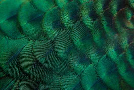 Green Peafowl feathers in closeup