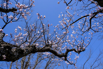 淡いピンクの梅の花と青い空