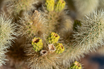 Close up of Cholla Cactus