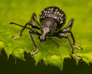 Macrophotography of a Black Vine Weevil (Otiorhyncus sulcatus) with green and black background.