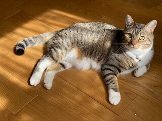 cat lying on the wooden floor, Mr. Marshmallow March 13th, 2022