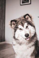 Young Alaskan Malamute in the indoors. Puppy doggy boy sitting and posing in a room. White and grey fluffy family member. Selective focus on the details, blurred background.