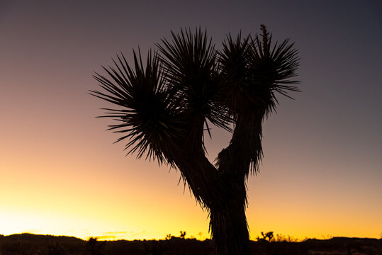 Iconic view at sunset in Joshua Tree National Park with silhouette of healthy flora in the wilderness. 