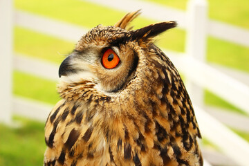 見上げるベンガルワシミミズクの横顔