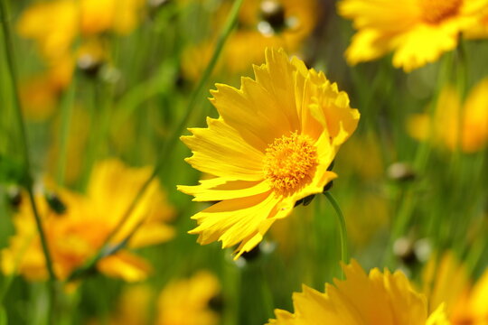 「巻き簀」の写真素材 13,858件の無料イラスト画像 Adobe Stock