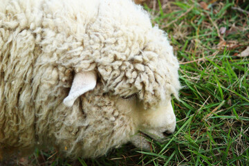 草を食べる羊のアップ
