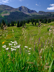 Wildflowers in the foreground with the San Juan Mountains in the background