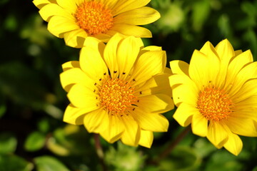 クリサンセマム