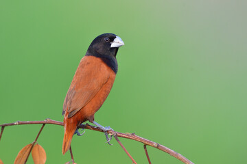 brown bird with black head and silver beaks perching on tree branch againt strong sunlight, black-headed munia
