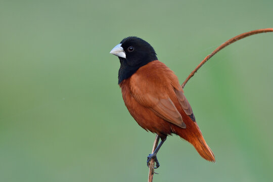 black head and brown feathers bird calmly perching on curve branch with fuffly feathers, chestnut munia