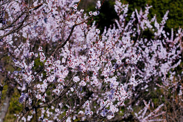 淡いピンクの梅の花