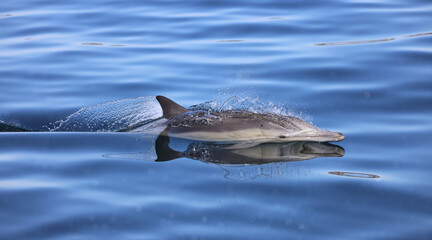 dolphin in water, dolphin swimming in the water, Common dolphin