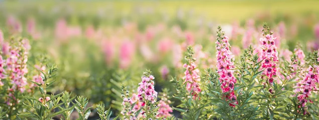 Fotobehang Beautiful gently pink salvia flowers field of anemones outdoors in summer spring on bokeh blurred background with soft selective focus. Delicate dreamy image. panoramic landscape, banner. © pornpun