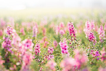 Beautiful gently pink salvia flowers field of anemones outdoors in summer spring on bokeh blurred background with soft selective focus. Delicate dreamy image of beauty of nature. mealy sage flower