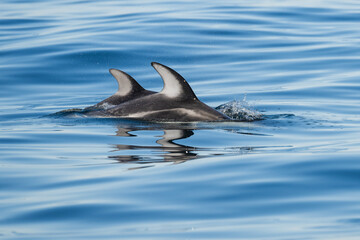 Fototapeta premium two pacific white side dolphin fins breach the water with a reflective surface