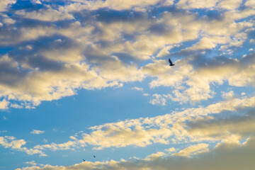 Blue sky with fluffy cloud evening sky