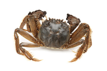 crab isolated on white