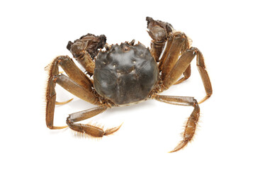 crab isolated on white background