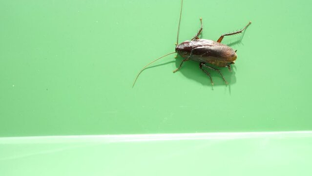 壁を歩くゴキブリ
