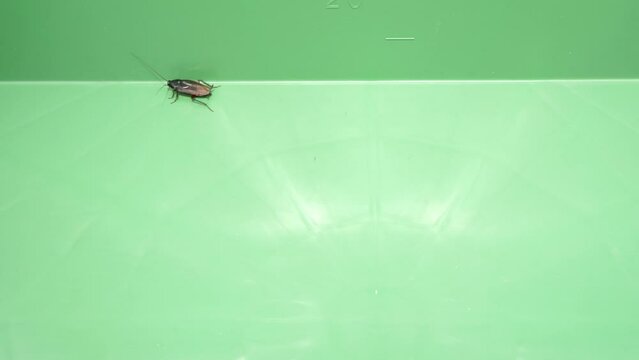 走ってくる3匹目のゴキブリ