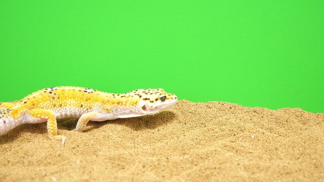 グリーンバックの前の砂地を歩くヒョウモントカゲモドキ