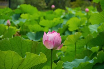 光を浴びて輝くちょうど見頃のピンクのハスの花