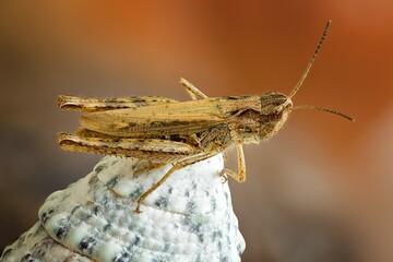 grasshopper on the ground