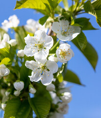 Flowers on a cherry tree on a background of blue sky.