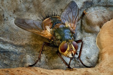 close up of a fly