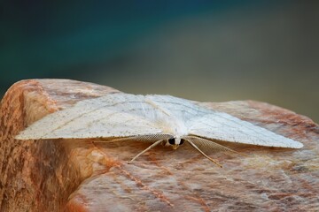 moth on a tree