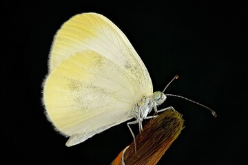butterfly on black background