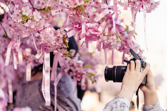 写真を撮る　河津桜を撮る　花を撮る