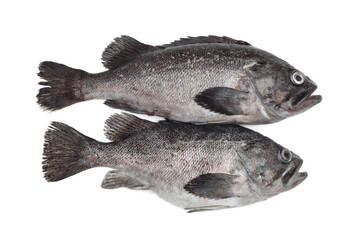 Fresh Grouper on white 