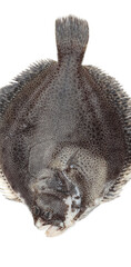 Obraz premium Turbot fish on white background