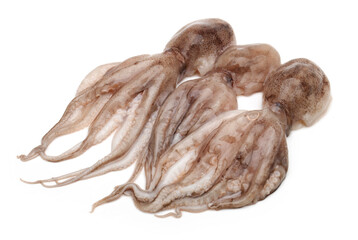 Octopus on white background