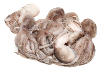 Octopus on white background