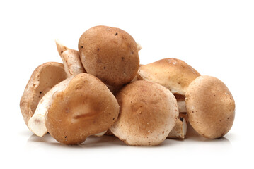 Shiitake mushroom on the White background 
