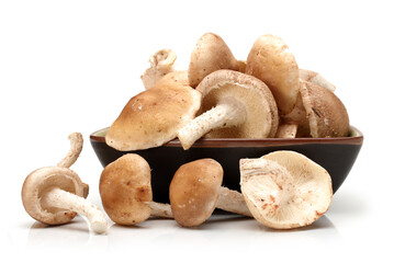 Shiitake mushroom on the White background 