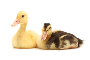Duckling on white background