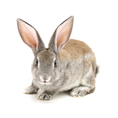 Obraz premium rabbit isolated on white