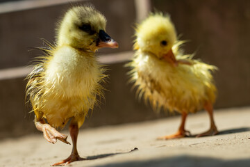 The baby of a pair of swans. The meat of Raj Hans is very healthy and delicious